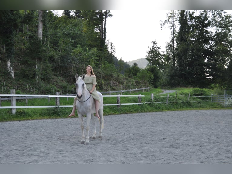 Hongaars sportpaard Merrie 16 Jaar 172 cm Schimmel in Meiningen