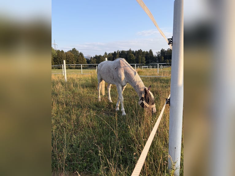 Hongaars sportpaard Merrie 16 Jaar 172 cm Schimmel in Meiningen