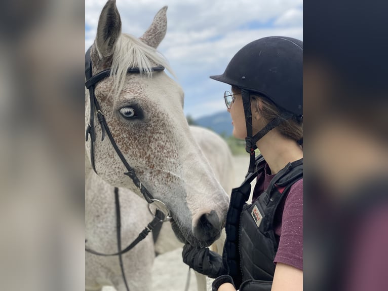 Hongaars sportpaard Merrie 16 Jaar 172 cm Schimmel in Meiningen