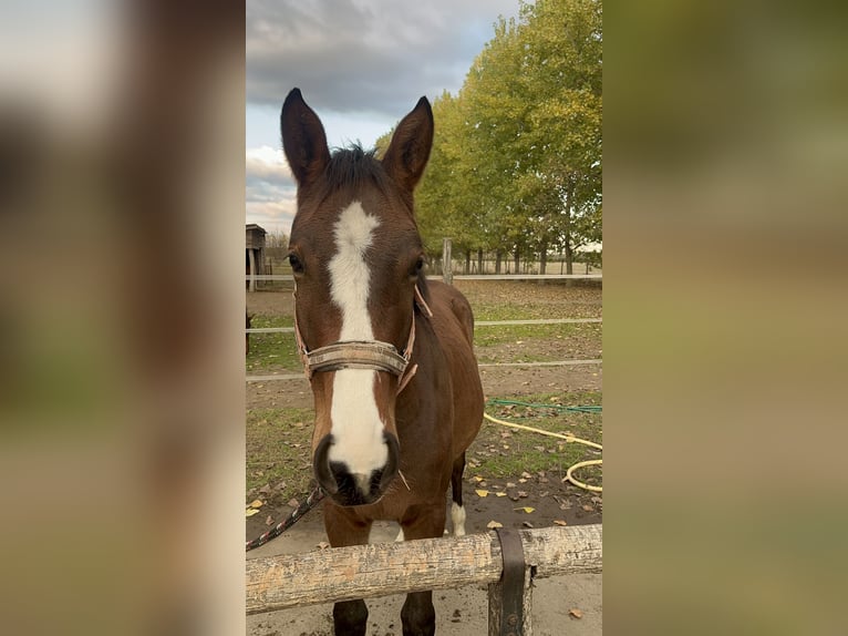 Hongaars sportpaard Merrie 17 Jaar 167 cm Roodbruin in Szigetszentmárton