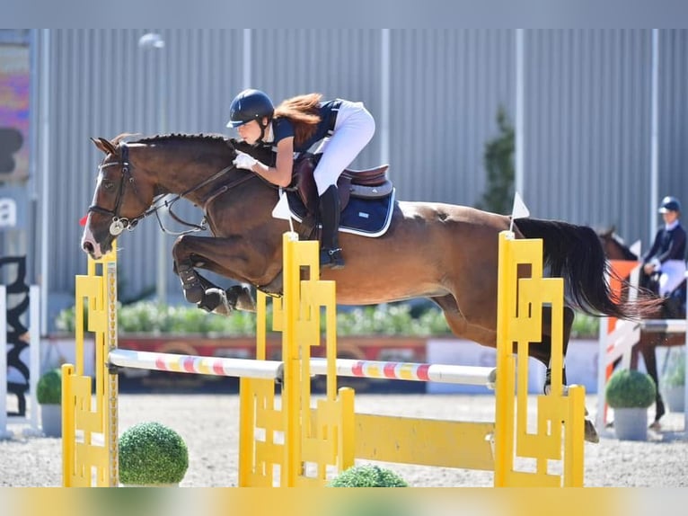 Hongaars sportpaard Merrie 17 Jaar 167 cm Roodbruin in Szigetszentmárton