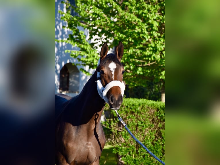 Hongaars sportpaard Merrie 1 Jaar 140 cm Roodbruin in Baracska
