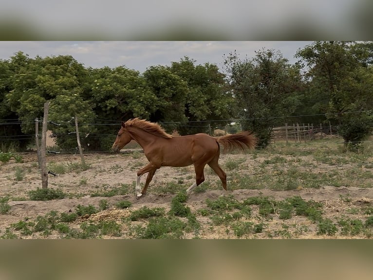 Hongaars sportpaard Merrie 1 Jaar 145 cm Donkere-vos in Lajosmizse