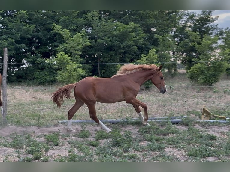 Hongaars sportpaard Merrie 1 Jaar 145 cm Donkere-vos in Lajosmizse