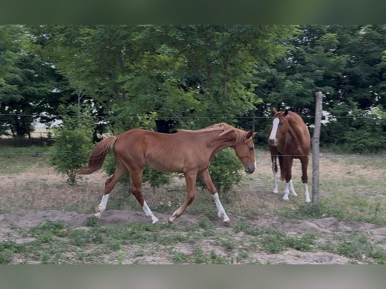 Hongaars sportpaard Merrie 1 Jaar 145 cm Donkere-vos in Lajosmizse