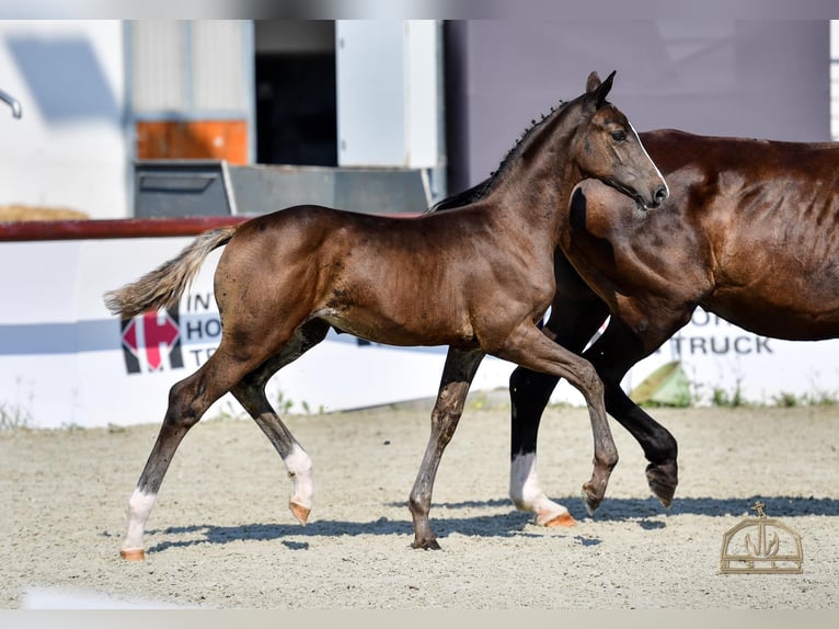 Hongaars sportpaard Merrie 1 Jaar Donkerbruin in Abda