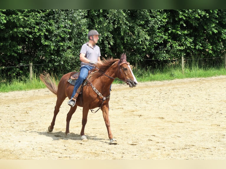 Hongaars sportpaard Merrie 20 Jaar 163 cm Vos in Dasing