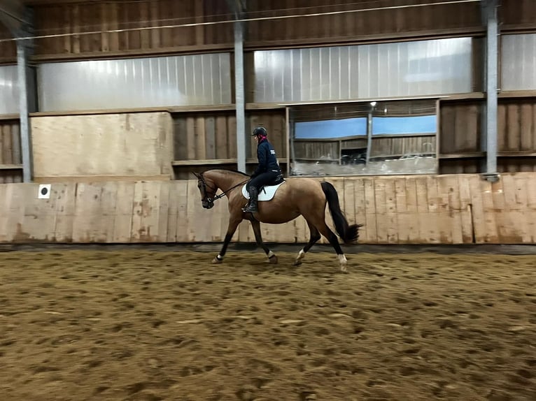 Hongaars sportpaard Merrie 21 Jaar 170 cm Falbe in Osterhofen