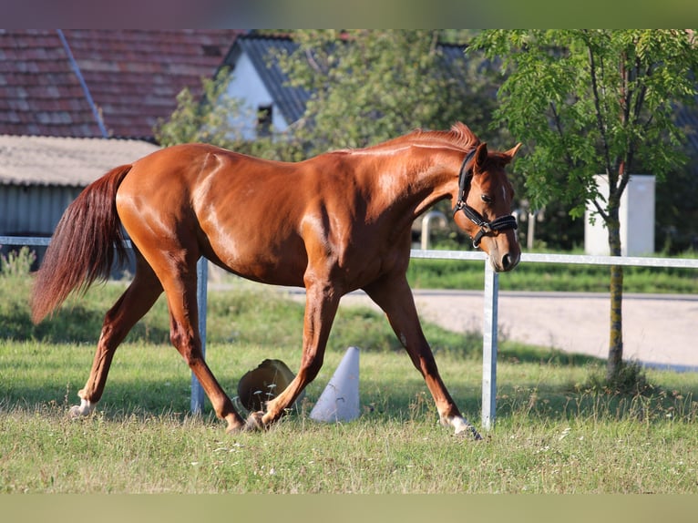 Hongaars sportpaard Merrie 2 Jaar 164 cm Donkere-vos in Abda