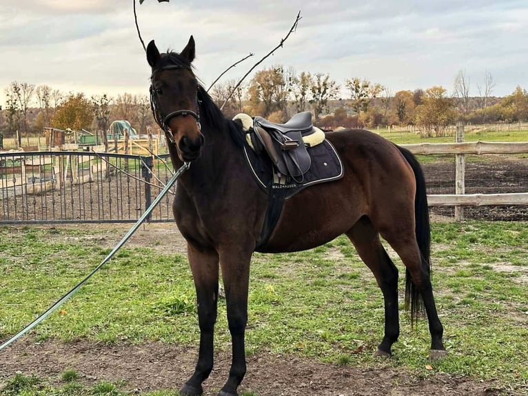 Hongaars sportpaard Merrie 2 Jaar 175 cm Bruin in Noszlop