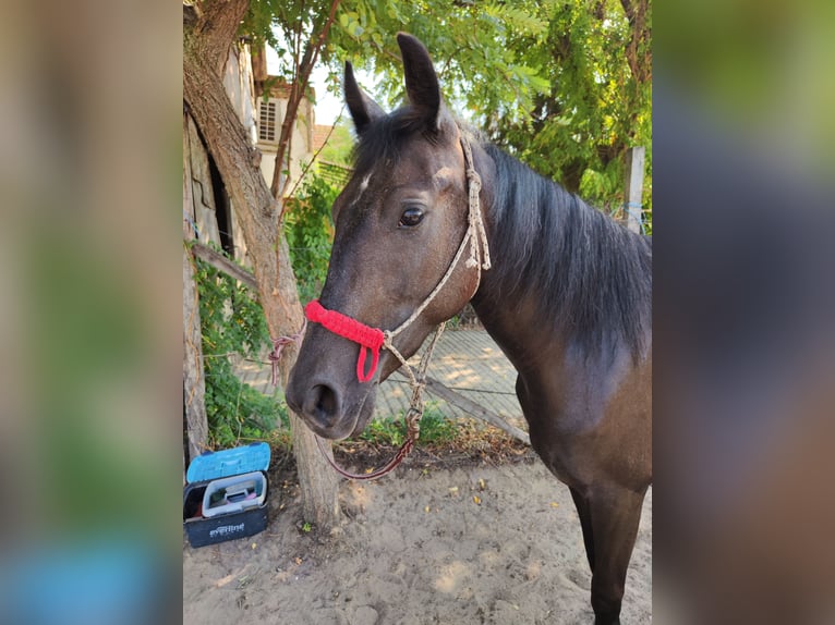 Hongaars sportpaard Mix Merrie 3 Jaar 152 cm Blauwschimmel in Kecskemét
