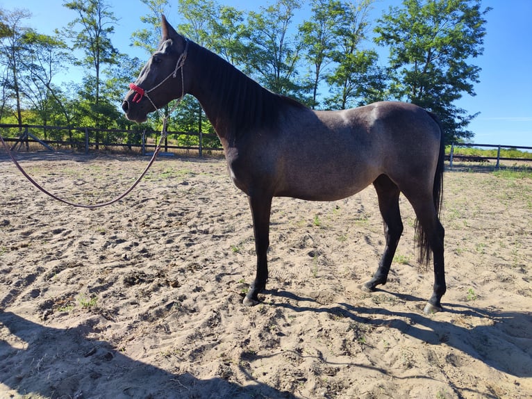 Hongaars sportpaard Mix Merrie 3 Jaar 152 cm Blauwschimmel in Kecskemét