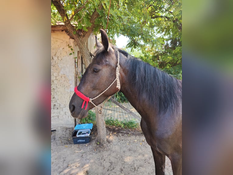 Hongaars sportpaard Mix Merrie 3 Jaar 152 cm Blauwschimmel in Kecskemét