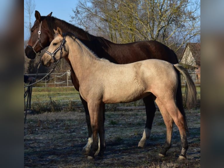 Hongaars sportpaard Merrie 3 Jaar 158 cm Buckskin in Marcali