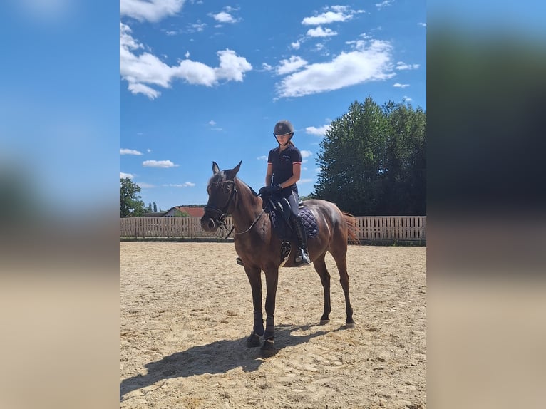 Hongaars sportpaard Mix Merrie 3 Jaar 160 cm kan schimmel zijn in Pöllau bei Hartberg