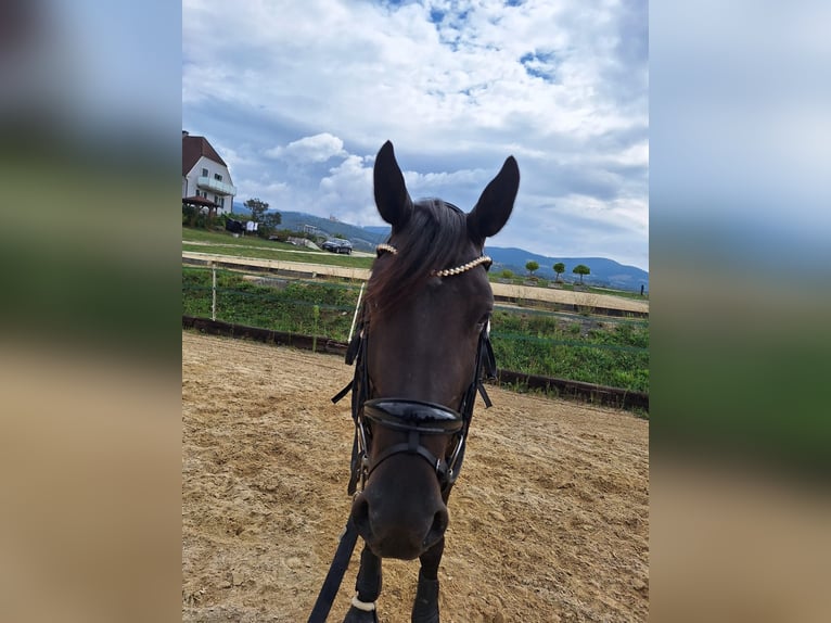 Hongaars sportpaard Mix Merrie 3 Jaar 160 cm kan schimmel zijn in Pöllau bei Hartberg