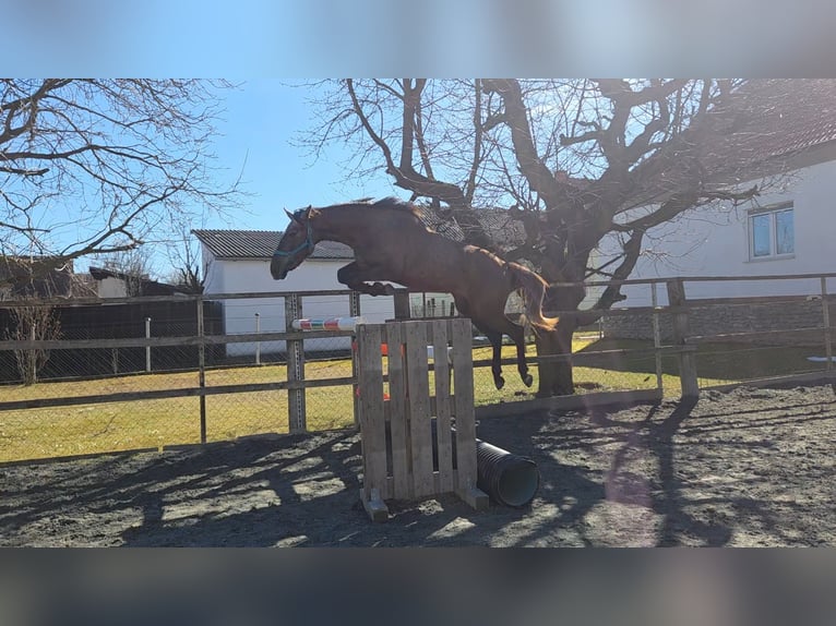 Hongaars sportpaard Merrie 3 Jaar 164 cm  in Unterwart