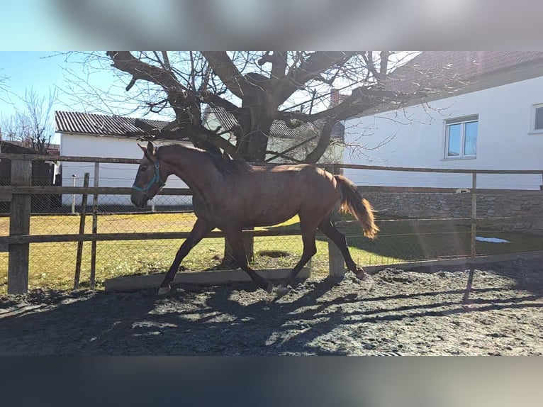 Hongaars sportpaard Merrie 3 Jaar 164 cm  in Unterwart