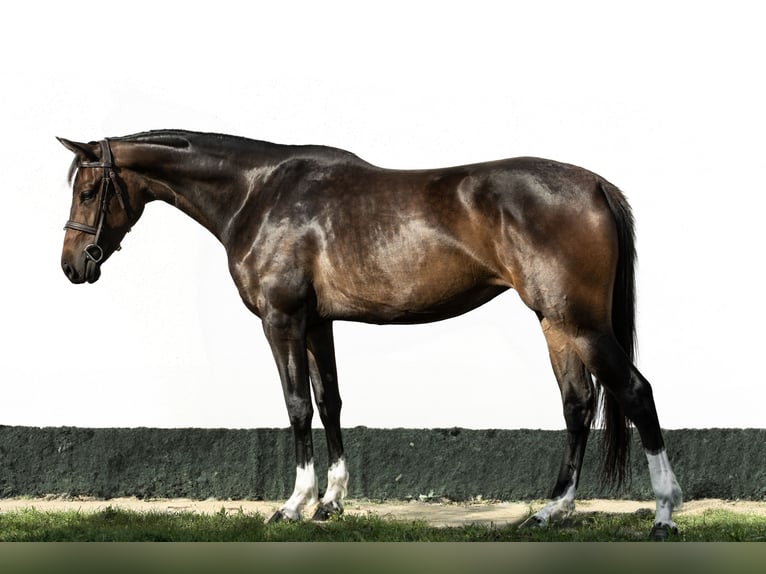 Hongaars sportpaard Merrie 3 Jaar 165 cm Donkerbruin in Kiskunhalas