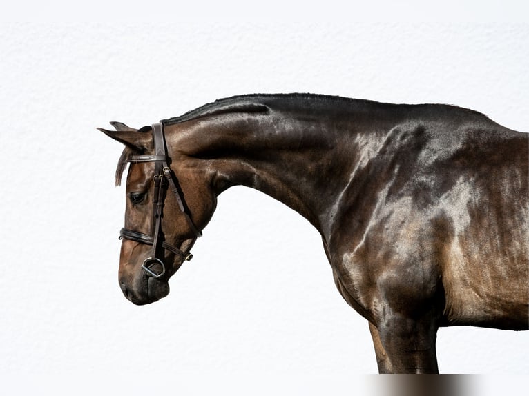Hongaars sportpaard Merrie 3 Jaar 165 cm Donkerbruin in Kiskunhalas