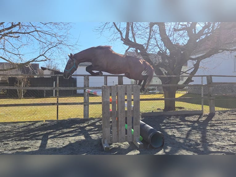 Hongaars sportpaard Merrie 3 Jaar 165 cm  in Unterwart