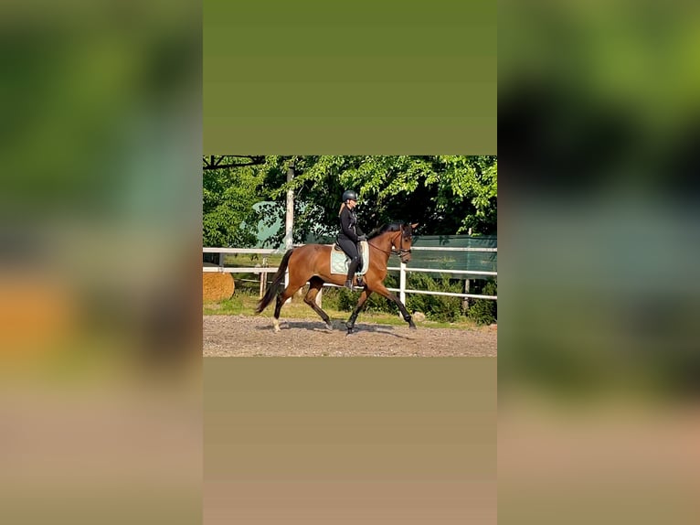 Hongaars sportpaard Merrie 3 Jaar 167 cm Roodbruin in Alcs&#xFA;tdoboz