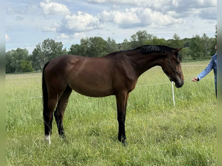 Hongaars sportpaard Merrie 3 Jaar 167 cm Roodbruin in Alcs&#xFA;tdoboz
