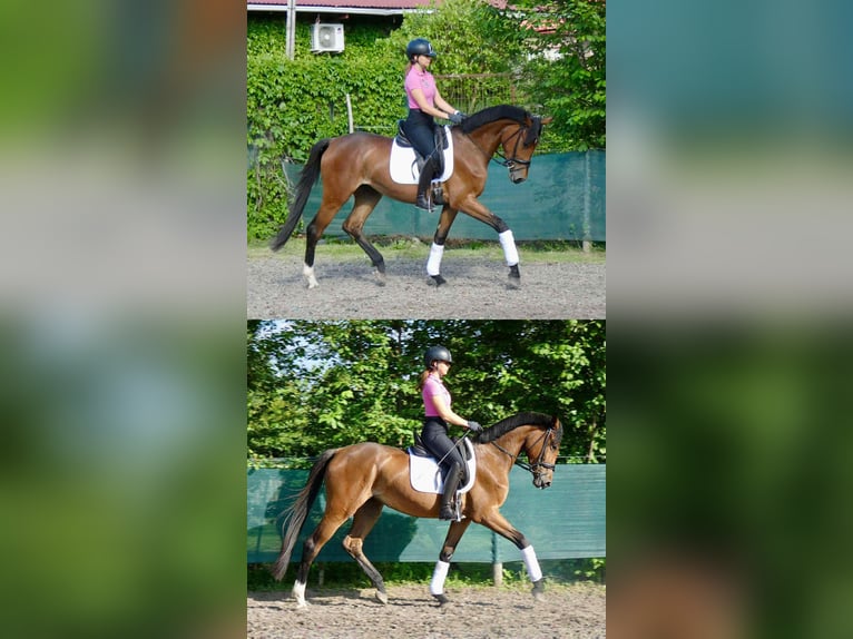 Hongaars sportpaard Merrie 3 Jaar 167 cm Roodbruin in Alcs&#xFA;tdoboz