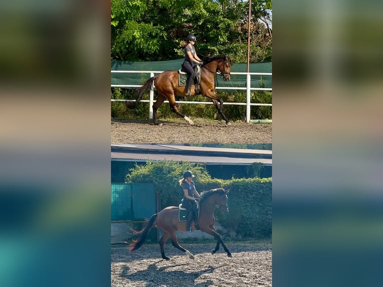 Hongaars sportpaard Merrie 3 Jaar 167 cm Roodbruin in Alcs&#xFA;tdoboz