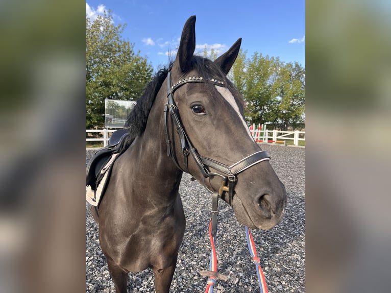 Hongaars sportpaard Mix Merrie 4 Jaar 147 cm Zwart in Grimma