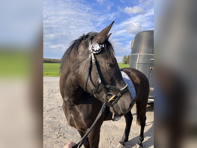 Hongaars sportpaard Mix Merrie 4 Jaar 147 cm Zwart in Grimma