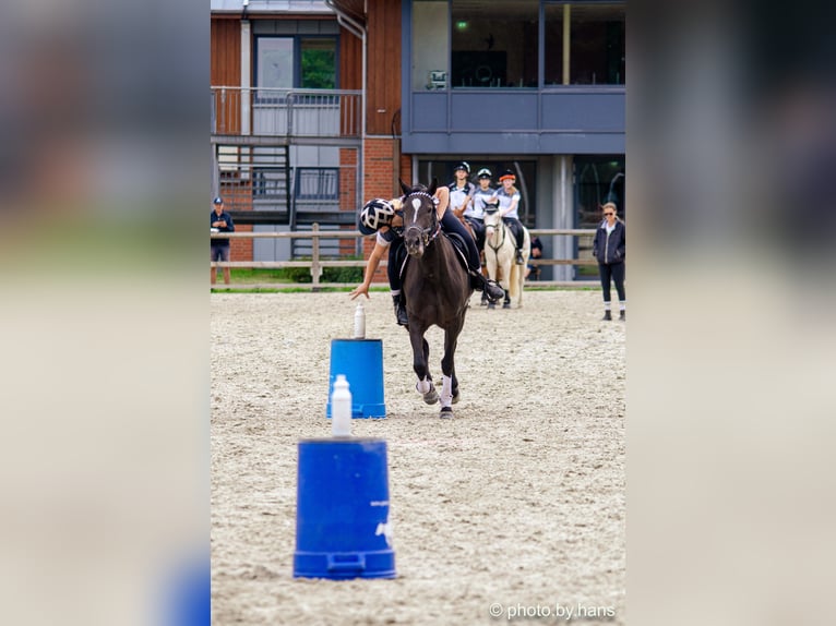 Hongaars sportpaard Mix Merrie 4 Jaar 147 cm Zwart in Grimma