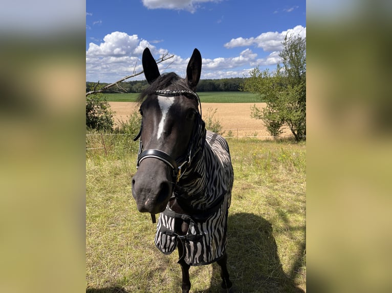Hongaars sportpaard Mix Merrie 4 Jaar 147 cm Zwart in Grimma