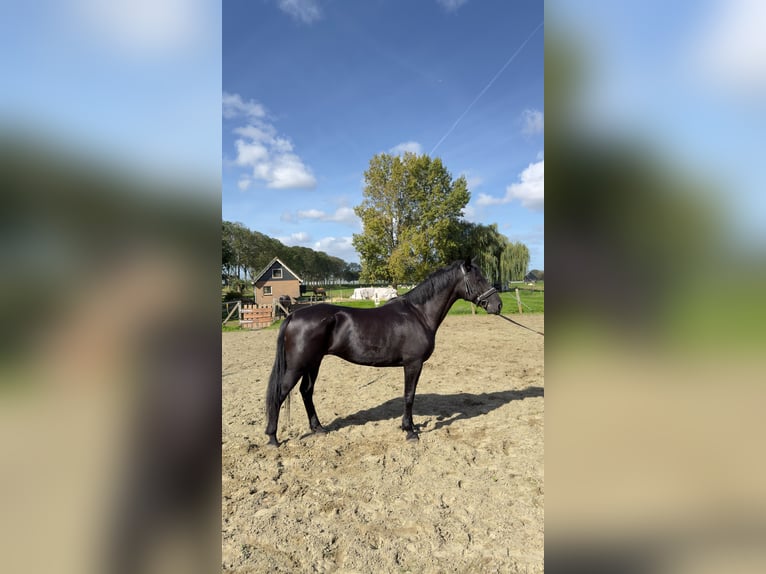 Hongaars sportpaard Merrie 4 Jaar 159 cm Zwart in Zwartewaal