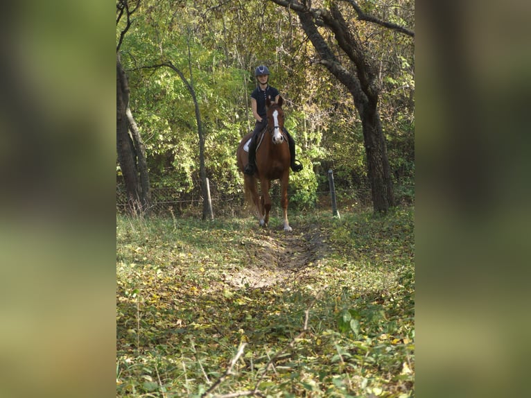 Hongaars sportpaard Merrie 4 Jaar 160 cm Vos in Dabas