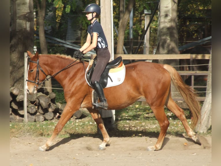 Hongaars sportpaard Merrie 4 Jaar 160 cm Vos in Dabas