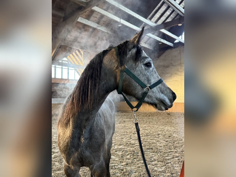 Hongaars sportpaard Merrie 4 Jaar 163 cm Schimmel in Klausen-Leopoldsdorf