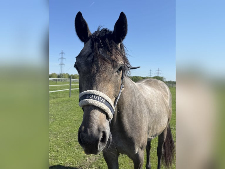 Hongaars sportpaard Merrie 4 Jaar 163 cm Schimmel in Klausen-Leopoldsdorf
