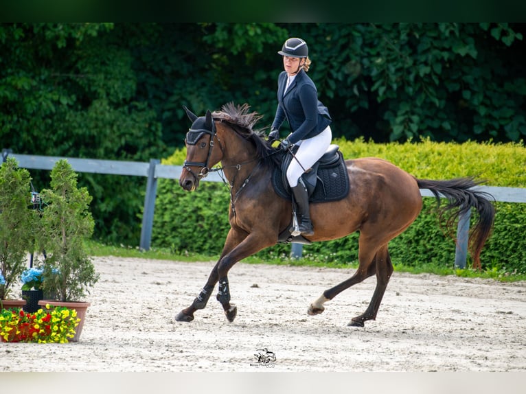 Hongaars sportpaard Merrie 4 Jaar 164 cm Roodbruin in D&#xF6;b&#xF6;rhegy