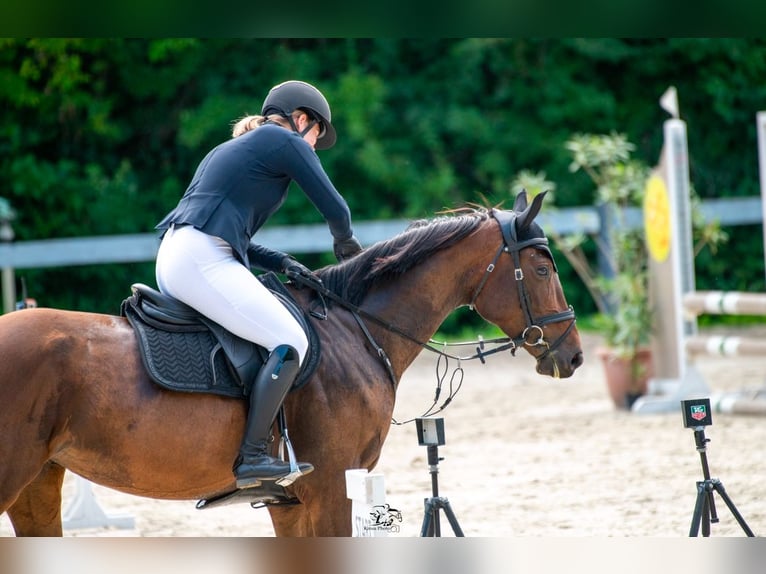Hongaars sportpaard Merrie 4 Jaar 164 cm Roodbruin in D&#xF6;b&#xF6;rhegy