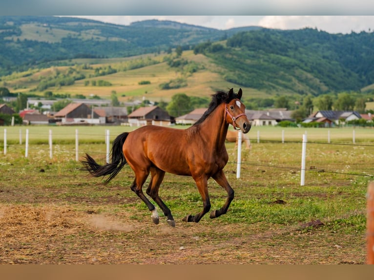 Hongaars sportpaard Merrie 4 Jaar 168 cm Roodbruin in Gheorgheni