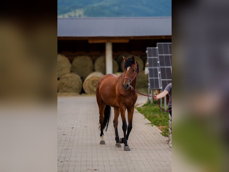 Hongaars sportpaard Merrie 4 Jaar 168 cm Roodbruin in Gheorgheni