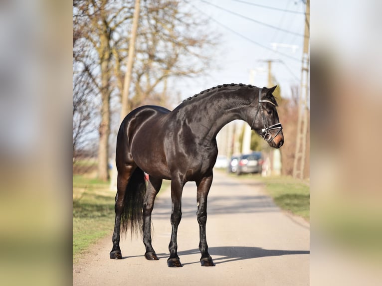 Hongaars sportpaard Merrie 4 Jaar 168 cm Zwart in Tápiószőlős