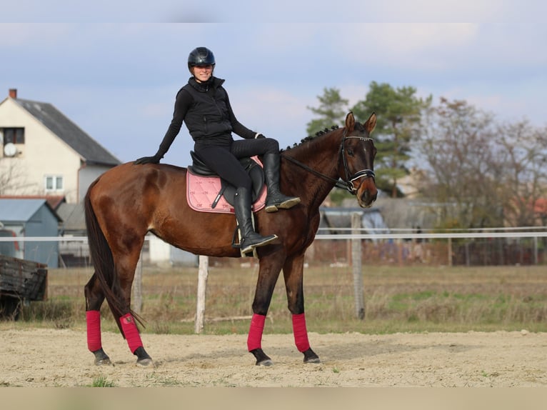 Hongaars sportpaard Merrie 4 Jaar 170 cm Donkerbruin in R&#xE9;de