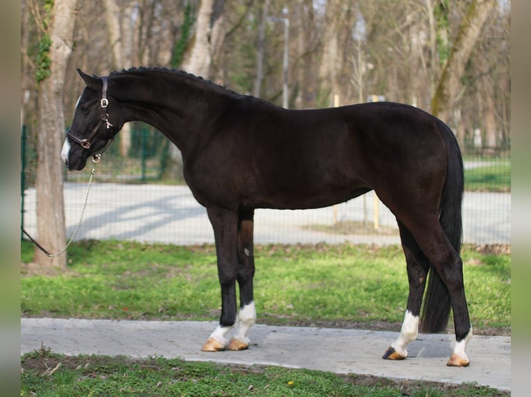 Hongaars sportpaard Merrie 4 Jaar 170 cm Zwartbruin in Wiener Neustad
