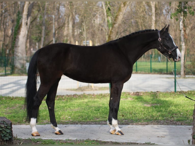 Hongaars sportpaard Merrie 4 Jaar 170 cm Zwartbruin in Wiener Neustad