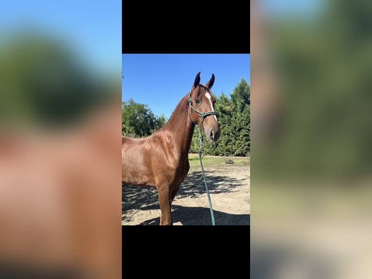 Hongaars sportpaard Merrie 4 Jaar 176 cm Donkere-vos in Dabas