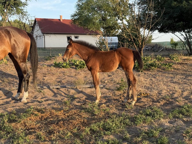 Hongaars sportpaard Merrie 4 Jaar 178 cm Roodbruin in Lajosmizse
