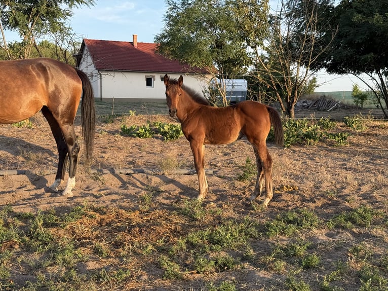 Hongaars sportpaard Merrie 4 Jaar 178 cm Roodbruin in Lajosmizse