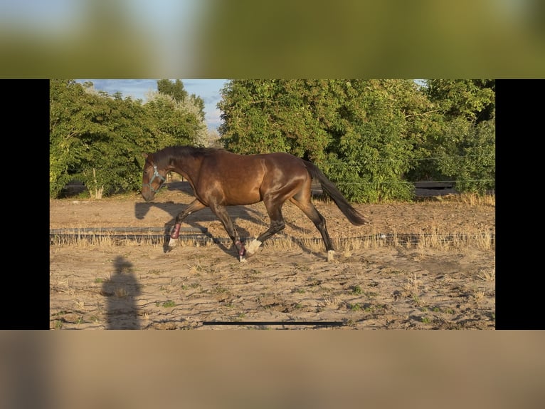 Hongaars sportpaard Merrie 4 Jaar 178 cm Roodbruin in Lajosmizse